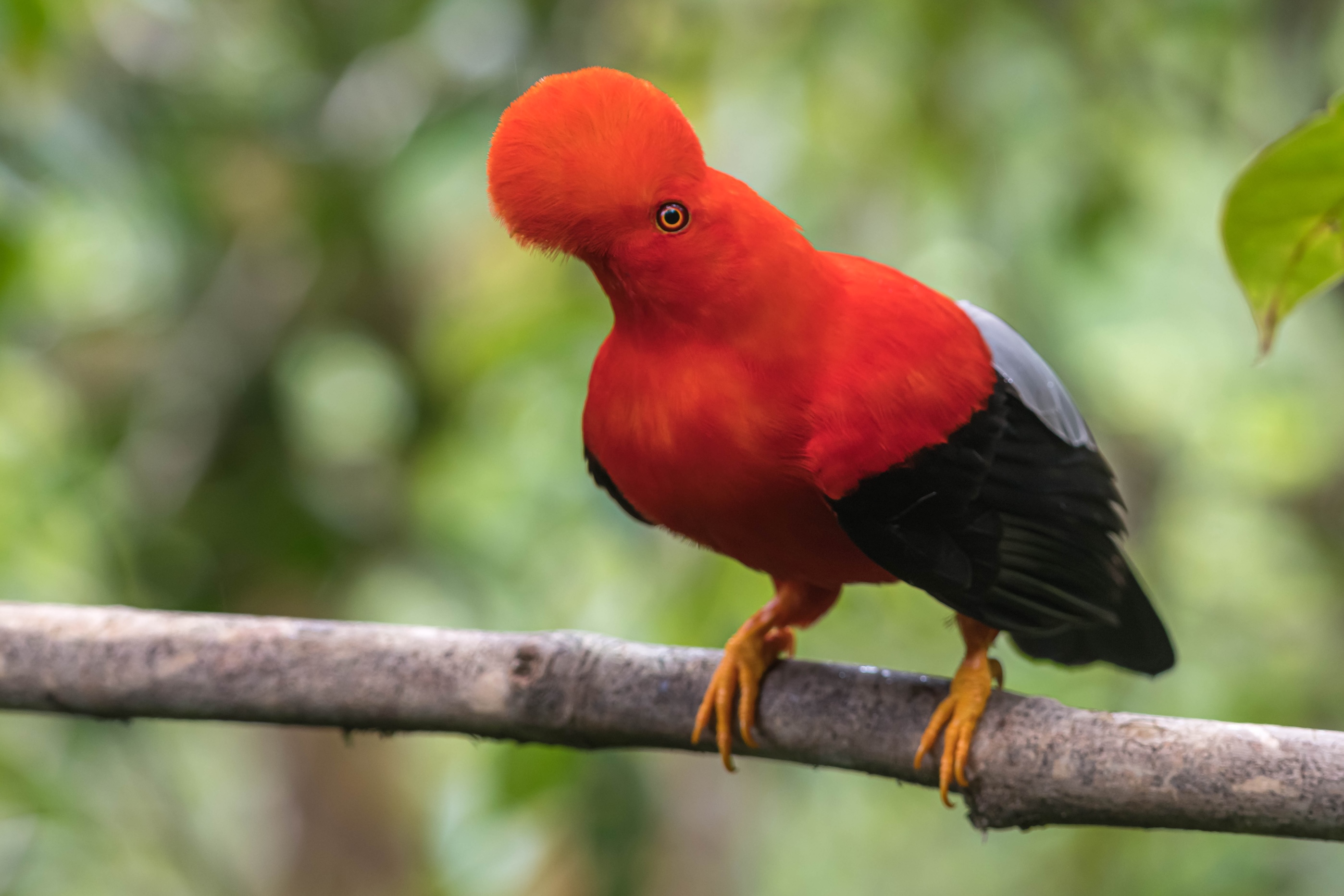 JARDÍN: BIRDS, COFFEE & CLOUD FORESTS 3D - 2N?>